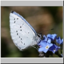 Celastrina argiolus - Faulbaumblaeuling 04.jpg